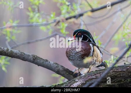 anatra di legno Foto Stock