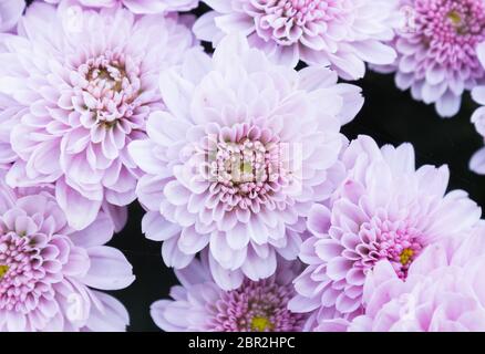 Ligth viola o violetto mamma fiori nel giardino. Bella la mamma fiori sfondo. Mamma fiore per disegno o decorazione. Carino mamma fiori per la scena d amore. Foto Stock