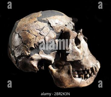 Specie;Homo erectus cranio.Turkana boy.Teschio proveniente da Turkana in Kenya.Eugene Dubois ha trovato fossili asiatici di Homo erectus su Java.Turkana County è una contea nell'ex Rift Valley Province del Kenya. Foto Stock