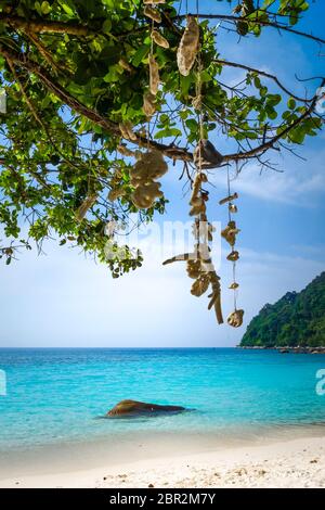 Appendere il corallo su Turtle Sanctuary Beach, Perhentian Islands, Terengganu, Malaysia Foto Stock