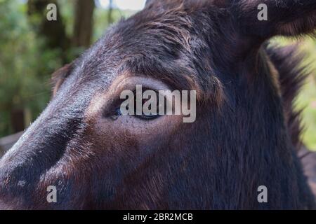 Asino in azienda Foto Stock