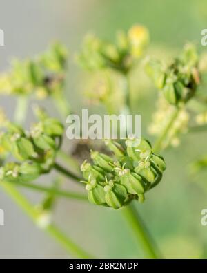 Macro shot verde Alexanders / Smyrnium olusatrum semi in hedgerow. Alexanders è foraged & una volta cresciuto per cibo (semi usati in cucina). Umbellifers. Foto Stock