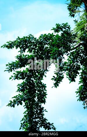 Il baldacchino di alberi di alto fusto che incornicia un cielo blu chiaro, con il sole che splende attraverso. La natura del paesaggio. Estate sfondo. La carta da parati, banner, testurizzata elem Foto Stock