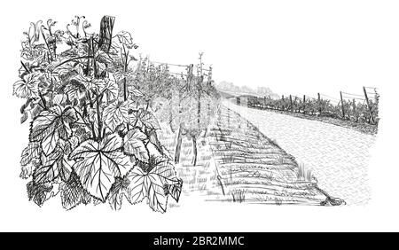 Paesaggio con di vigneto. Chiocciolo di uva, accanto a strada di pietra. Illustrazione in stile di schizzo isolato su sfondo bianco. Illustrazione Vettoriale