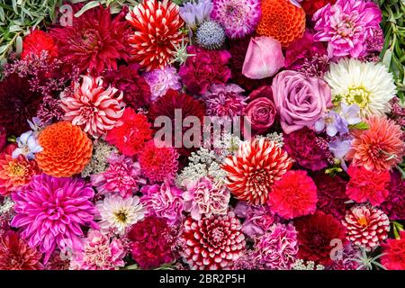 Splendido sfondo di fiori colorati. Aster e fiori di rosa. Vista dall'alto Foto Stock