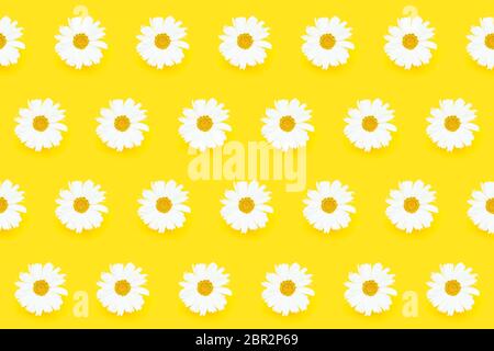 Modello estivo senza cuciture. Fiori bianchi a margherita su sfondo giallo. Vista dall'alto, appartamento estivo. Foto Stock