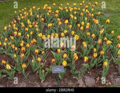 Lisse Paesi Bassi - Aprile 19, 2017: Tulipani chiamato Mickey Mouse in fiore nel giardino Keukenhof in Lisse, Holland, Paesi Bassi. Foto Stock