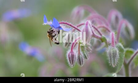 Ape seduta sulla testa di fiore di un fiore di stella (borragine). Caratteristici petali blu e gambo viola. Con molte gemme chiuse. Foto Stock