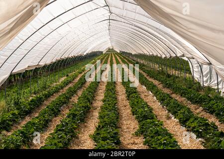 Magnifiche piante di fragole nella serra del tunnel delle fragole da coltivazione protetta. Località: Germania, Baden Wuerttemberg, Oberkirch Foto Stock