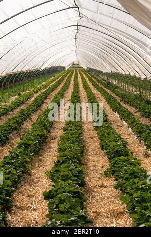 Magnifiche piante di fragole nella serra del tunnel delle fragole da coltivazione protetta. Località: Germania, Baden Wuerttemberg, Oberkirch Foto Stock