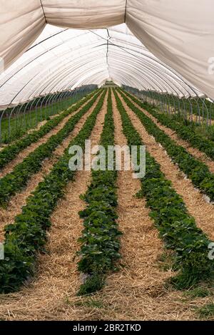 Magnifiche piante di fragole nella serra del tunnel delle fragole da coltivazione protetta. Località: Germania, Baden Wuerttemberg, Oberkirch Foto Stock