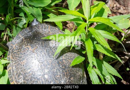 In prossimità di un fiume cooter tartaruga (Pseudemys concinna) mettendo la sua testa nel suo guscio Foto Stock