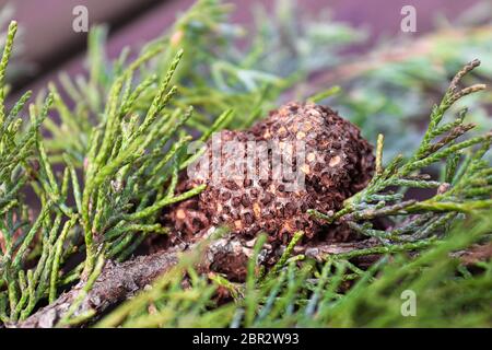Un gallo di ginepro biancospino ruggine su un ramo di ginepro. Foto Stock