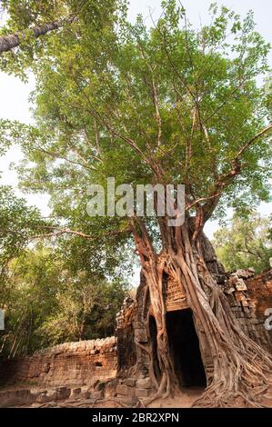 Un albero di fico di Strangler copre la Torre di ingresso del Tempio di Ta Som. Angkor, Patrimonio dell'Umanità dell'UNESCO, provincia di Siem Reap, Cambogia, Sud-est asiatico Foto Stock