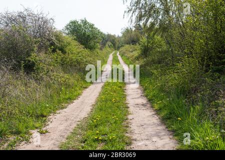 Verde strada sterrata circondata da foglie verdi in primavera stagione Foto Stock