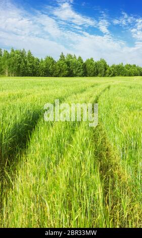 Tracce di ruote motrici che attraversano un campo di orzo verde e svaniscono tra gli alberi su un orizzonte sotto il cielo azzurro estivo. Regione di Vologda, Russia Foto Stock