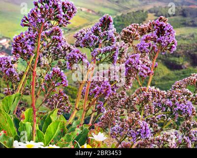 Grandi fragole canarie, Helichrysum monogynum. Fiori secchi in viola ricco, dietro un paesaggio verde offuscato di tenerife nord Foto Stock