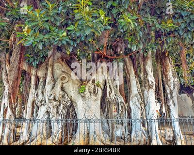 La gomma canarino, Ficus elastica, a Tenerife con spesse radici d'aria, che sono la dimensione di un tronco di albero spesso, qui un vecchio albero molto esteso con immeasurab Foto Stock