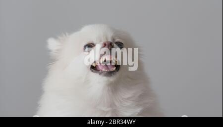 Arrabbiato cane bianco pommeriano Foto Stock