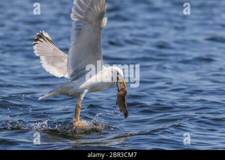 Seagull mangiare pesce nel Delta del Danubio Romania Foto Stock