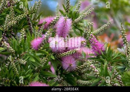 Fiori di colore rosa di Echium nervosum un buon impianto per attirare le api e le farfalle in giardino. Foto Stock