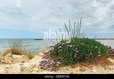 bellissimi fiori viola su uno sfondo del mare da vicino Foto Stock