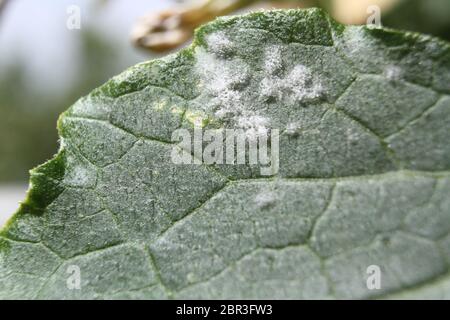 Muffa bianca e oidio sulla foglia di una pianta malata di zucca Foto Stock