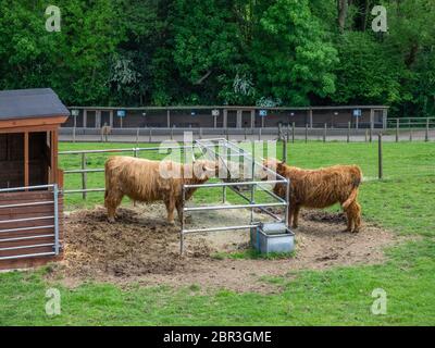 Due grandi Highland mucche mangiano fieno in una fattoria in Kent in estate Foto Stock