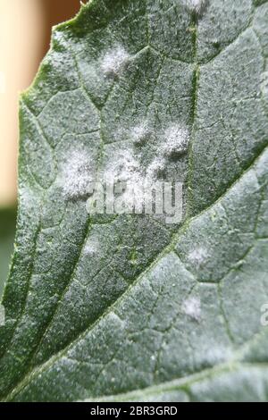 Muffa bianca e oidio sulla foglia di una pianta malata di zucca Foto Stock