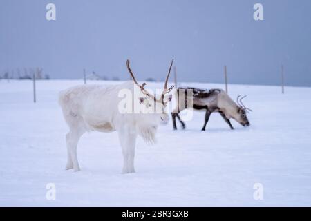 Albino renne con enormi corna di cervo in cerca di cibo nella neve, regione di Tromso, Norvegia settentrionale Foto Stock