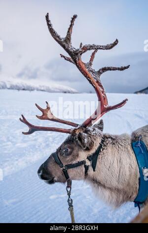 Ritratto di renne con enormi corna tirando la slitta nella neve, regione di Tromso, Norvegia settentrionale Foto Stock