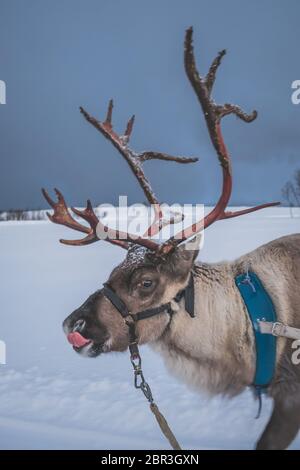 Ritratto di renne con enormi corna tirando la slitta nella neve, regione di Tromso, Norvegia settentrionale Foto Stock