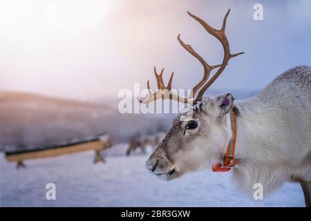 Ritratto di renne con enormi corna tirando la slitta nella neve, regione di Tromso, Norvegia settentrionale Foto Stock