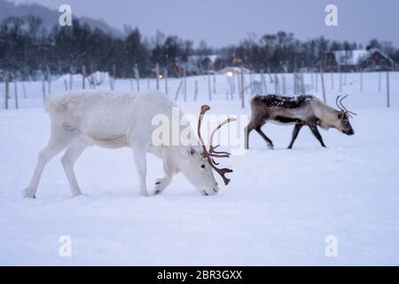 Albino renne con enormi corna di cervo in cerca di cibo nella neve, regione di Tromso, Norvegia settentrionale Foto Stock