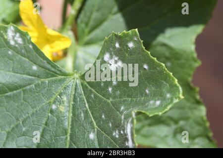 Muffa bianca e oidio sulla foglia di una pianta malata di zucca Foto Stock