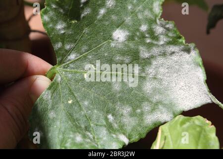 Muffa bianca e oidio sulla foglia di una pianta malata di zucca Foto Stock