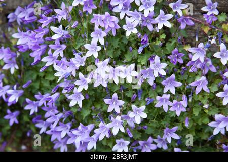 Fiori di guerra serbi, nome botanico Campanula Poscharskyana Foto Stock
