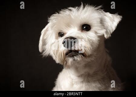 Ritratto animale di cane schnauzer bianco su sfondo grigio scuro. Foto Stock