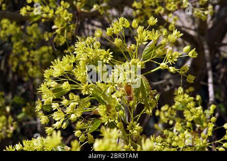 Blüte des Spitzahorn (Acer platanoides), Auch Spitzblättriger Ahorn, Apenrade, Süddänemark, Dänemark Foto Stock