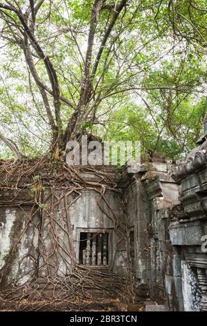 Beng Mealea, il Tempio della giungla. Angkor, Patrimonio dell'Umanità dell'UNESCO, provincia di Siem Reap, Cambogia, Sud-est asiatico Foto Stock