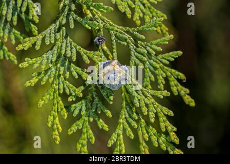 Port Orford cedar / Lawson Cypress (Chamaecyparis lawsoniana) cultivar Dik piangere mostrando coni femmina in primavera Foto Stock