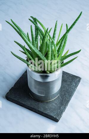 Verde moderna aloe vera succulente pianta di medicina utilizzata per la pelle naturale in una lattina semplice riciclata può flowerpot alternativo su pietra e fresco pulito Foto Stock