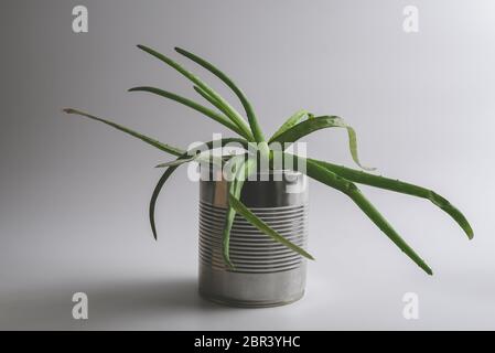 Semplice verde vintage aloe vera piante succulente in alternativa riutilizzato lattina può hipster vaso di fiori su fondo bianco. Foto Stock