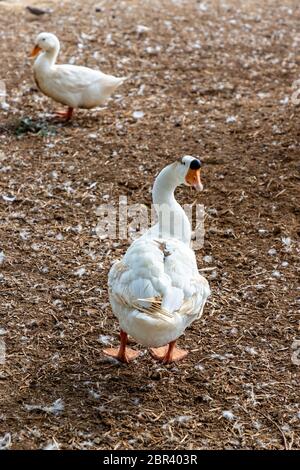 Un oca che sta di fronte all'indietro. Lontano nella parte anteriore, vi è un bianco sfocata duck in piedi. Messa a fuoco selettiva. Foto Stock
