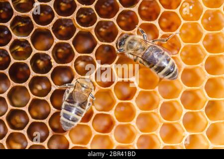 primo piano di api mellifere su nido d'ape in apiary in estate Foto Stock