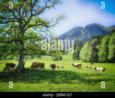 DE - BAVIERA: Mucche pascolano sul prato a Wackersberg con la montagna di Blomberg sullo sfondo Foto Stock