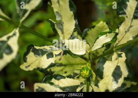 Elaeagus X Ebbingei "limelight" Foto Stock