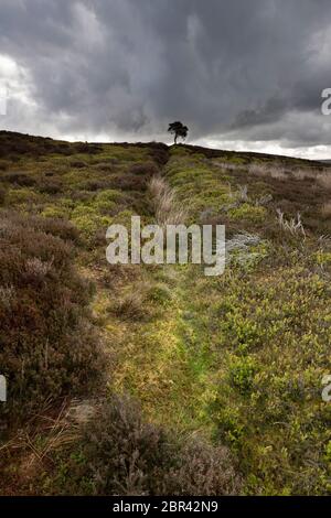 Lone Pine Tree sul Commondale Moor, North York Moors National Park, Yorkshire, Inghilterra Foto Stock