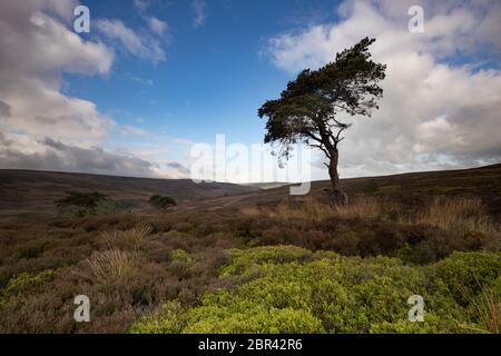 Lone Pine Tree sul Commondale Moor, North York Moors National Park, Yorkshire, Inghilterra Foto Stock