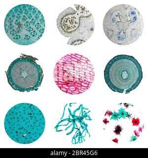 Microfotografia ottica di molte cellule di piante visto attraverso un microscopio Foto Stock